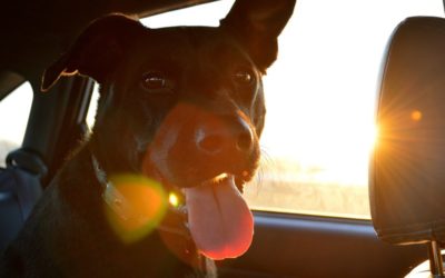 Tips for Driving with Pets to Reduce Distractions