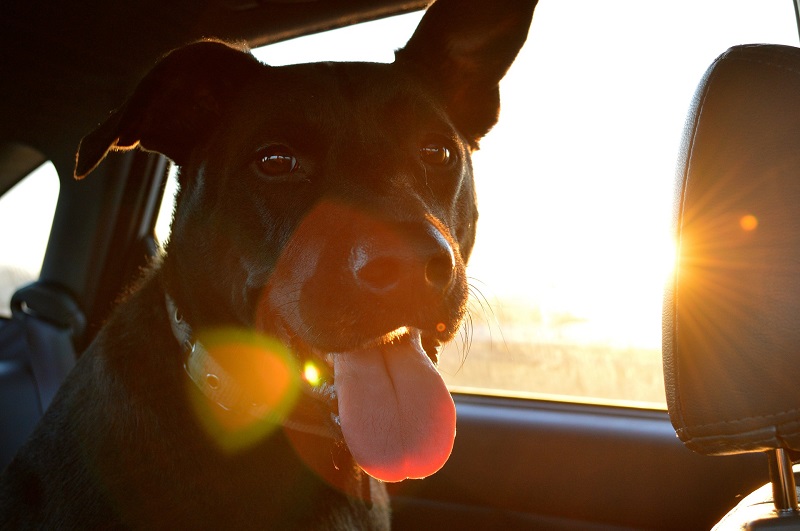 Tips for Driving with Pets to Reduce Distractions