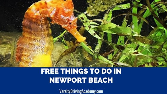 6 Free Things to Do in Newport Beach